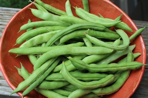 Mountaineer White Half Runner Bush Beans in a Bowl | Runner beans ...