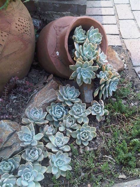 47 Succulent Planting Ideas with Tutorials | Succulent Garden Ideas ...