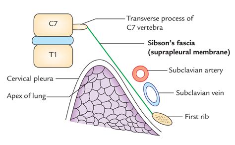 Suprapleural Membrane (Sibson’s fascia) – Earth's Lab