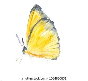 29,122 Watercolor Yellow Butterfly Images, Stock Photos & Vectors ...