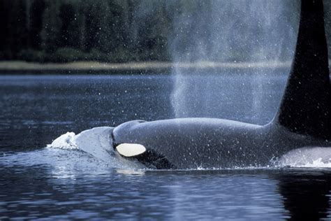 Ursa Major Charters Alaska - Orca Killer Whales