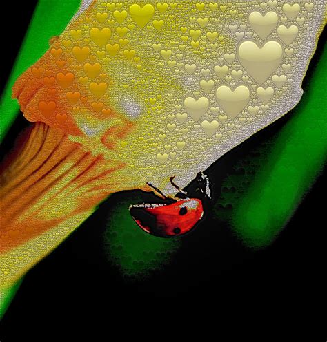 Ladybug Love Photograph by Bill Owen - Pixels