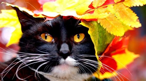 Autumn Cat Wallpapers - Top Free Autumn Cat Backgrounds - WallpaperAccess