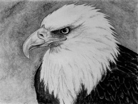 345 best images about EAGLE- DRAWING AND PAINTING on Pinterest | How to draw, Pencil drawings ...