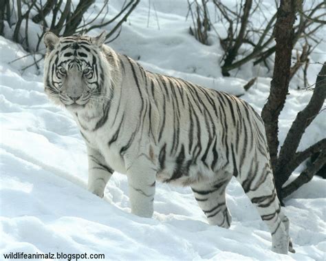 The White Tiger Amazing Facts & Images | The Wildlife