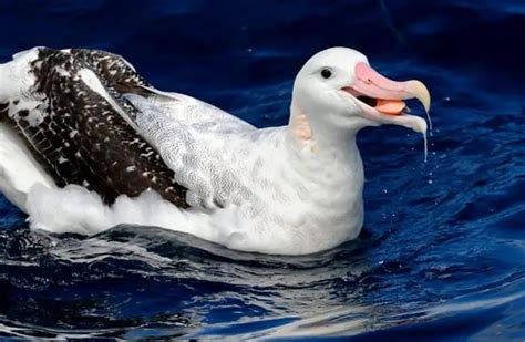 Wandering Albatross - Description, Habitat, Diet, and Interesting Facts