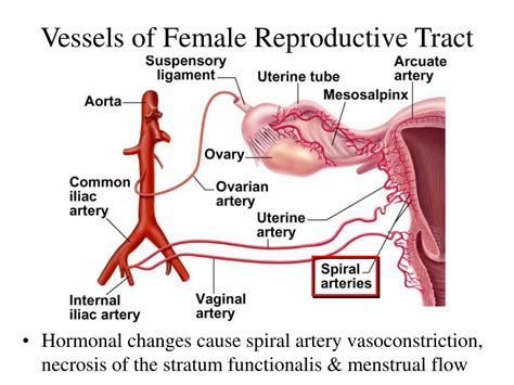 Ligaments Of The Female Reproductive Tract Teachmeanatomy | Images and ...