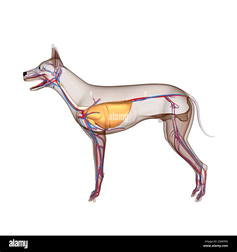 dog anatomy heart circulation respiratory with transparent body Stock ...