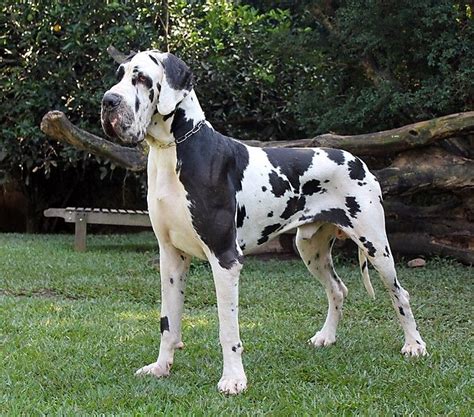 Harlequin Great Dane - Astor Satiro Danzante | Sötaste djuren, Hundar, Djur