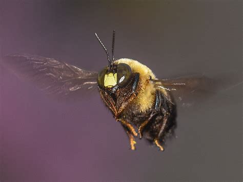 Bumble Bees - Prevention, Control & Facts About Bees