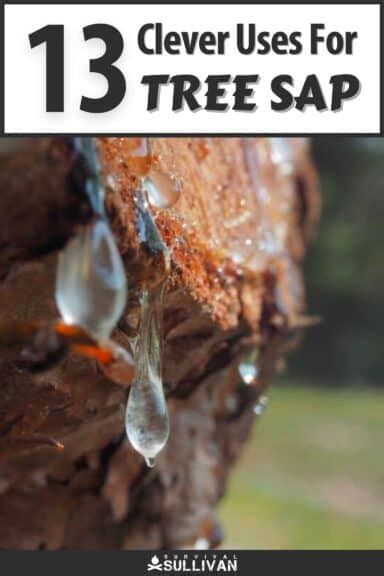 What is Tree Sap Used For? 13 Clever Uses