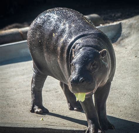 Pygmy Hippopotamus - San Francisco Zoo & Gardens