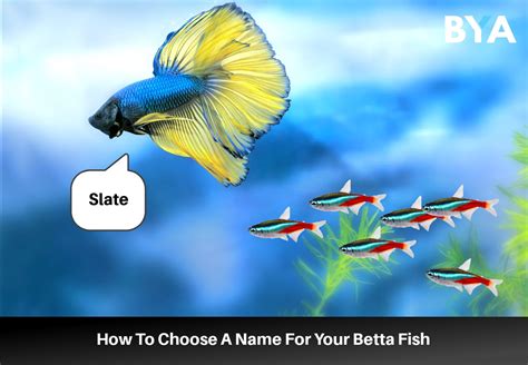 1500+ Betta Fish Names For Any Color, Gender, Tail Type, & Personality