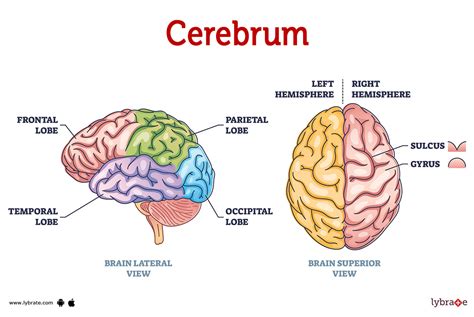 Cerebrum (Human Anatomy): Image, Functions, Diseases and Treatments