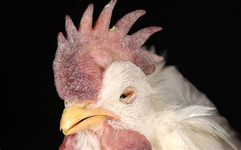 Virulent Newcastle disease found in Arizona chicken flock for first ...