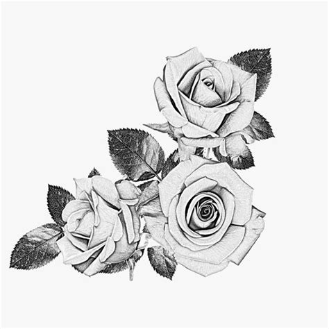 Free Black And White Rose Drawing, Download Free Black And White Rose Drawing png images, Free ...