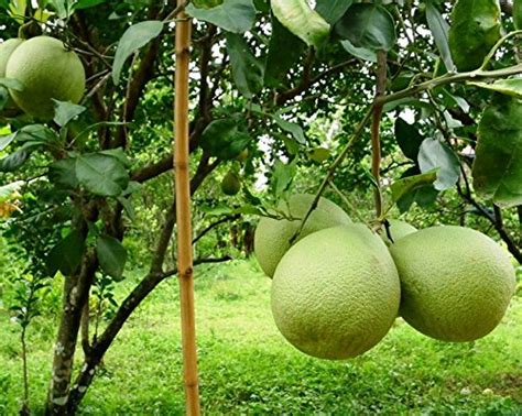 Plant House Live Chakotra-Pomelo Juicy Fruit Plant - Healthy Live 1 Plant : Amazon.in: Garden ...