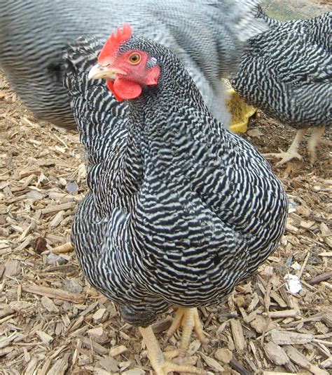 Plymouth Rock For Sale | Chickens | Breed Information | Omlet