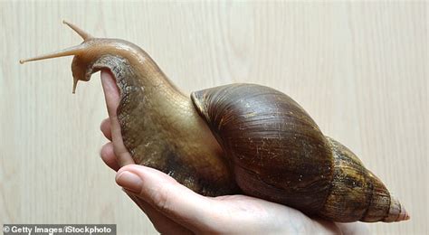 Giant African snail infestation forces Florida community to quarantine ...