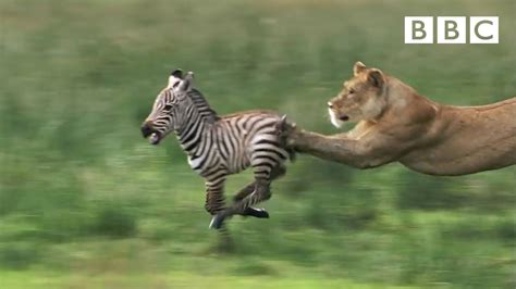 Lioness chases Zebra | Nature's Great Events - BBC One - YouTube