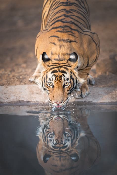 Discovery - A bengal tiger drinking water. Credit: Cody Linde