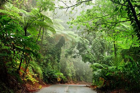 Daintree River Bridge Options Paper is "woefully inadequate" | DOUGLASNEWS.NETWORK