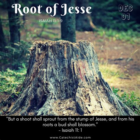 Jesse Tree December 1 - Catechist's Aide