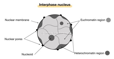 Euchromatin vs Heterochromatin: Differences and Similarities – Genetic ...