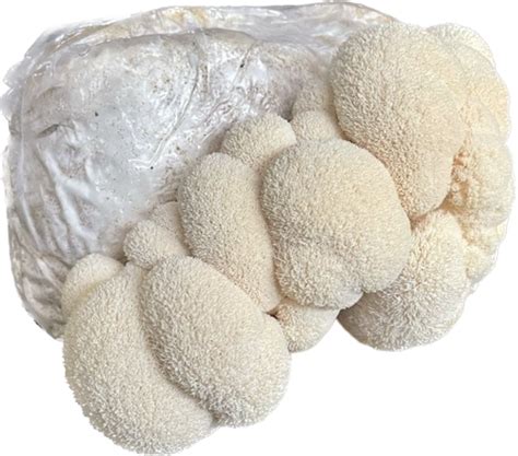 Organic Lion's Mane Mushroom Grow Kit | Cleveland Fungi