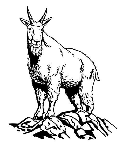 Mountain Goat Drawing at GetDrawings | Free download