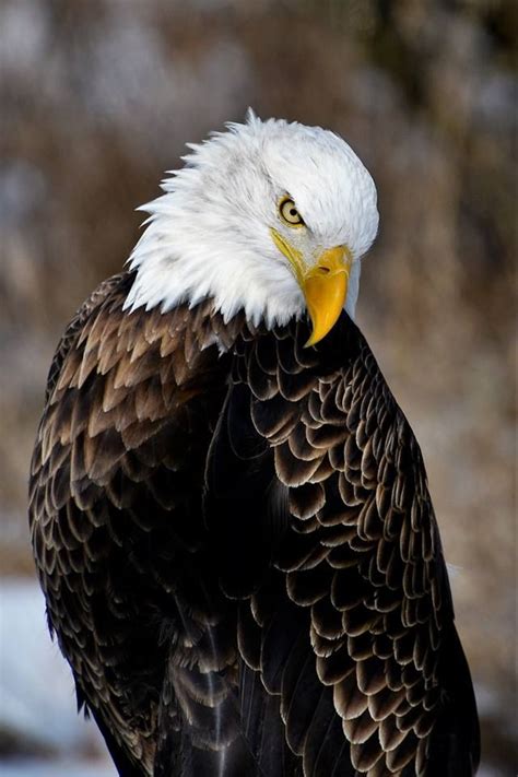 Tim Lintz‎ to Nature Addicts American Bald Eagle - Howell nature Center ...