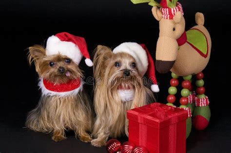 Christmas Yorkshire Terrier Dogs Stock Image - Image of little, holiday: 11739825