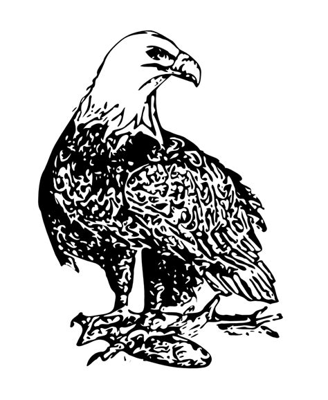 OnlineLabels Clip Art - Bald Eagle 2