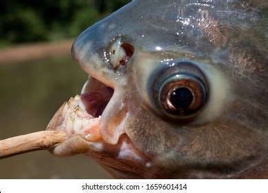 Pacu Images, Stock Photos & Vectors | Shutterstock