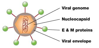 Dengue virus structure | Learn Science at Scitable