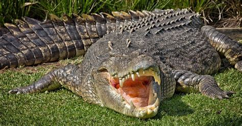 The Largest Saltwater Crocodile in the World - AZ Animals