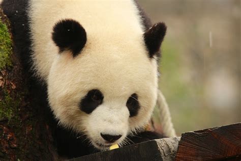 Berlin Zoo pandas | Nesswotr | Flickr