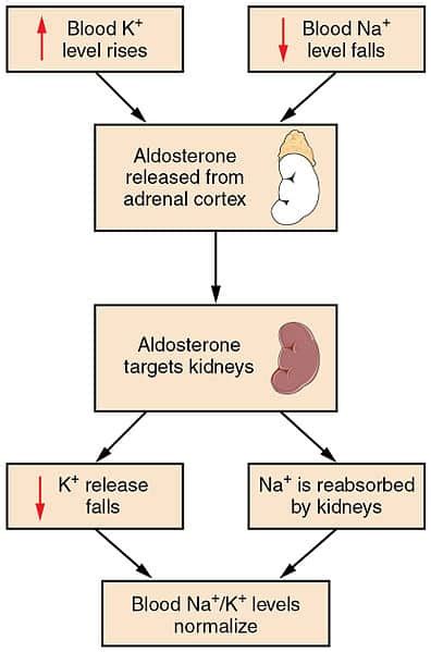 The Zona Glomerulosa - Structure - Function - TeachMePhysiology