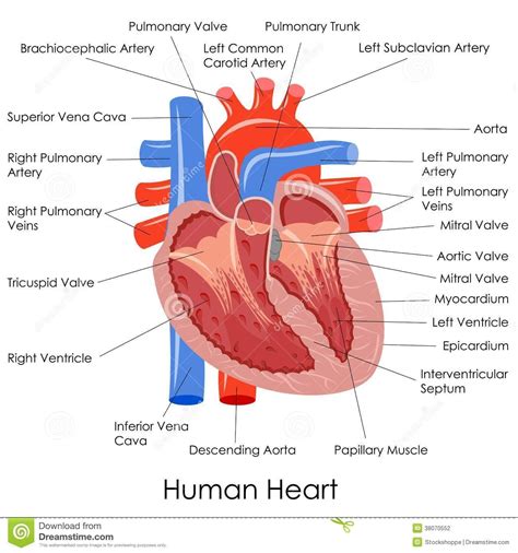 Human Heart Anatomy | Human heart diagram, Human heart anatomy, Heart diagram