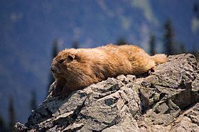 Olympic marmot Facts for Kids