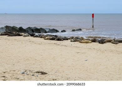 Group Seals Pups Relaxing On Beach Stock Photo 2099068633 | Shutterstock