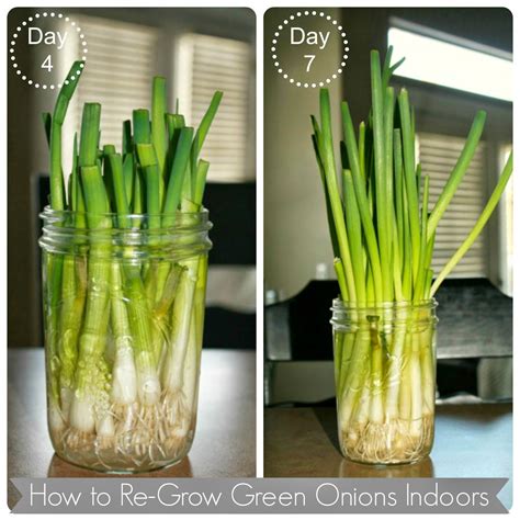 Like Mother Like Daughter: How to Regrow Green Onions Indoors