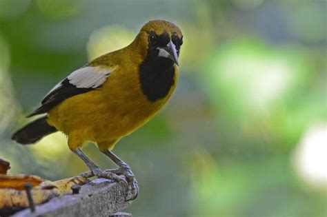 Jamaican oriole - Alchetron, The Free Social Encyclopedia