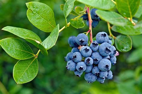 Planting Blueberry Bushes - Spring Time Is The Right Time For Planting!