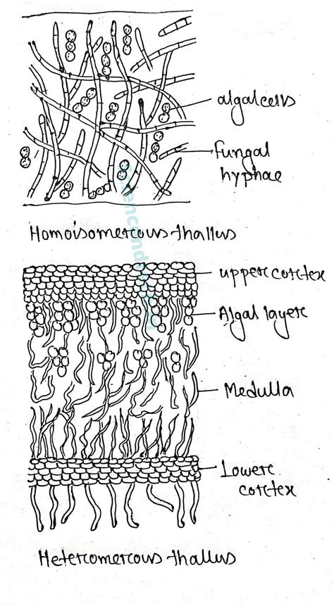 Lichens - sciencendtech