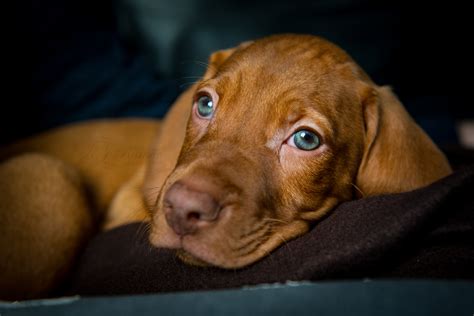 Hungarian Vizsla puppy - North East Wedding Photographer