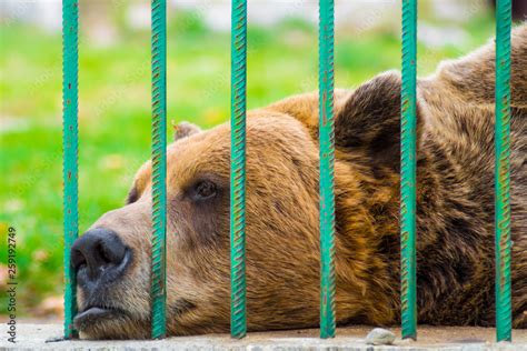 Sad Animals In Zoo Cages