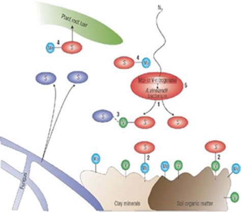 1 Bacterial siderophores ( 1 ) scavenge the metals from unavailable ...