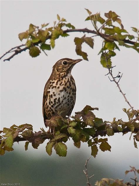 Song Thrush (Turdus philomelos)