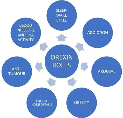 Cureus | Physiological Role of Orexin/Hypocretin in the Human Body in ...